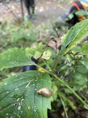 Succinea putris