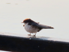 Hirundo smithii smithii