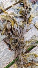 Fucus serratus