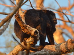 Alouatta caraya