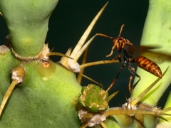 Polistes