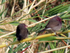 Lagonosticta nitidula