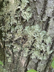 Flavopunctelia flaventior