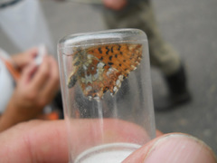 Boloria aquilonaris
