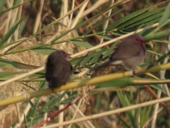 Lagonosticta nitidula