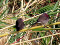 Lagonosticta nitidula