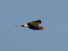 Vanellus senegallus lateralis