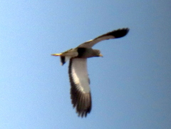 Vanellus senegallus lateralis