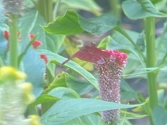 Neurothemis fulvia