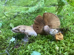 Cortinarius traganus