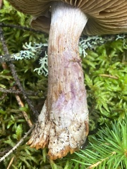 Cortinarius traganus