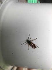 Typocerus