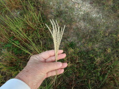 Miscanthus sinensis