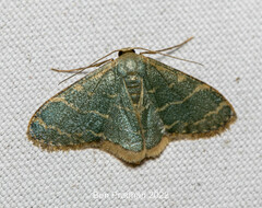 Lophophleps triangularis