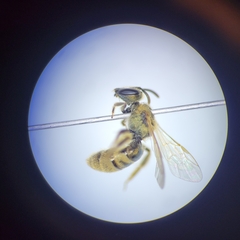 Lasioglossum pilosum