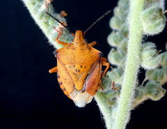 Carpocoris mediterraneus atlanticus