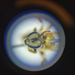 Lasioglossum pilosum