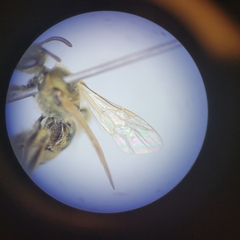 Lasioglossum pilosum