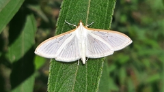 Palpita quadristigmalis