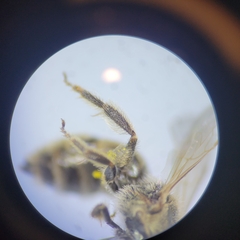 Lasioglossum pilosum