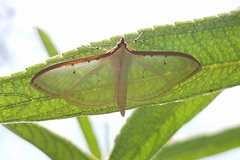 Palpita quadristigmalis