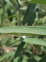 Palpita quadristigmalis