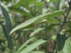 Palpita quadristigmalis