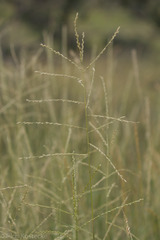 Leptochloa