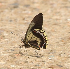 Battus polydamas streckerianus