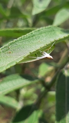 Palpita quadristigmalis