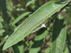 Palpita quadristigmalis