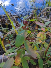 Hypericum virginicum