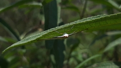 Palpita quadristigmalis