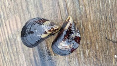 Mytilus edulis