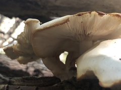 Hypsizygus