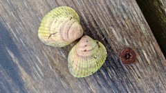 Cardiidae