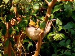 Camaroptera brachyura intercalata