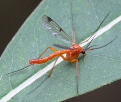 Leptomorphus magnificus