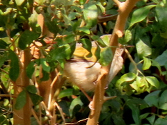 Camaroptera brachyura intercalata