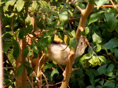 Camaroptera brachyura intercalata