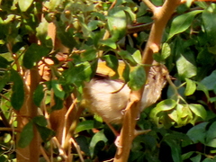 Camaroptera brachyura intercalata