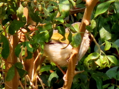 Camaroptera brachyura intercalata