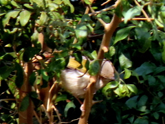 Camaroptera brachyura intercalata