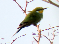 Merops hirundineus hirundineus