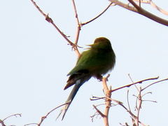 Merops hirundineus hirundineus