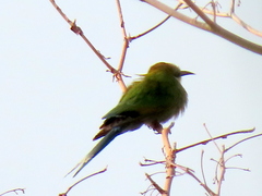 Merops hirundineus hirundineus