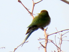 Merops hirundineus hirundineus