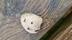 Cardiidae