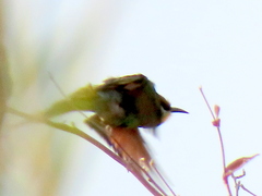 Merops hirundineus hirundineus