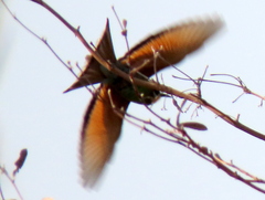 Merops hirundineus hirundineus